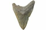 5.29" Fossil Megalodon Tooth - South Carolina - #203096-1